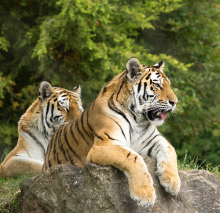 <strong><span class="NormalTextRun SCXW54352999 BCX8">MARWELL ZOO</span> </strong>