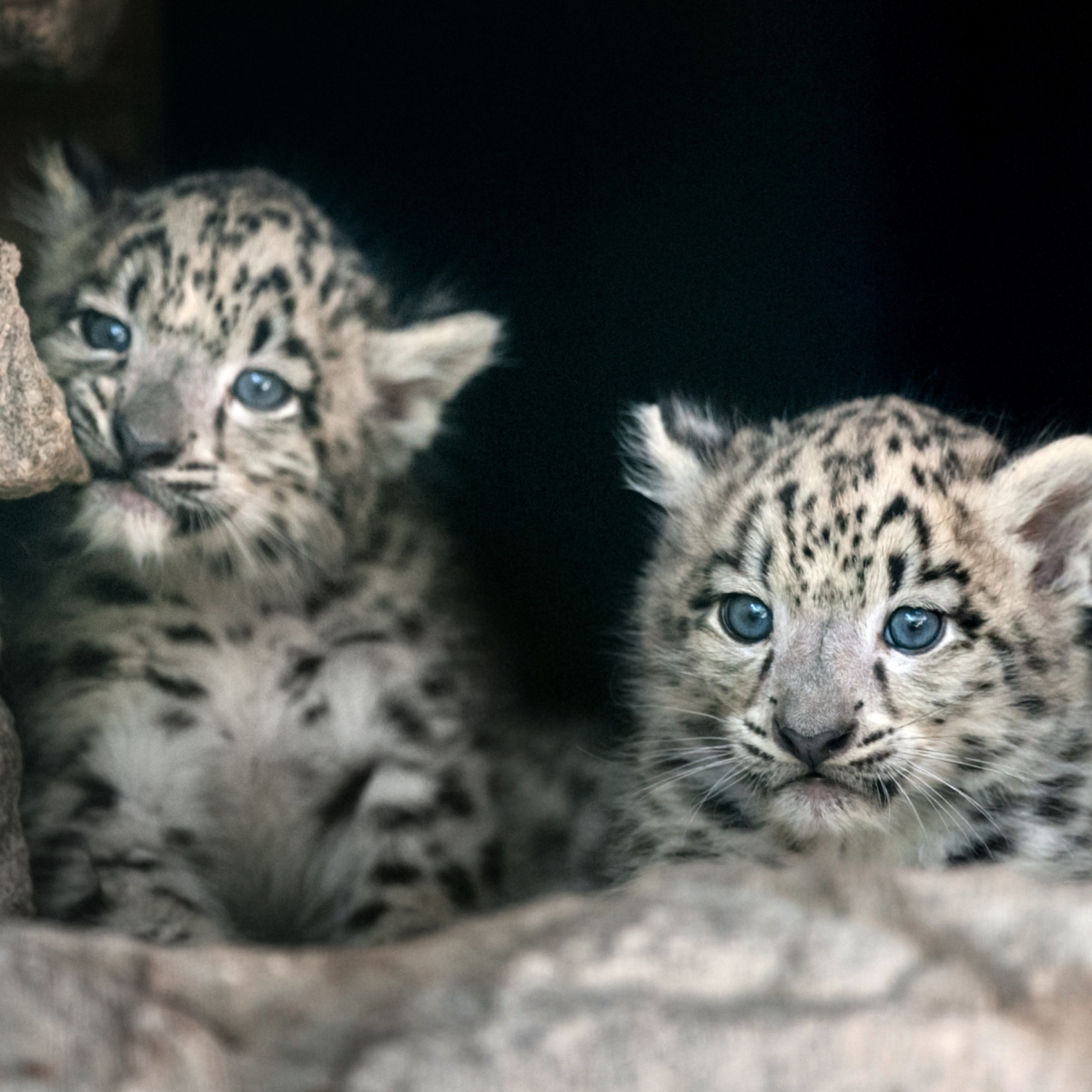 Marwell Zoo 5050