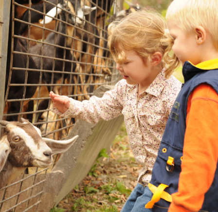 <strong>LOCAL FAMILY ATTRACTIONS</strong>