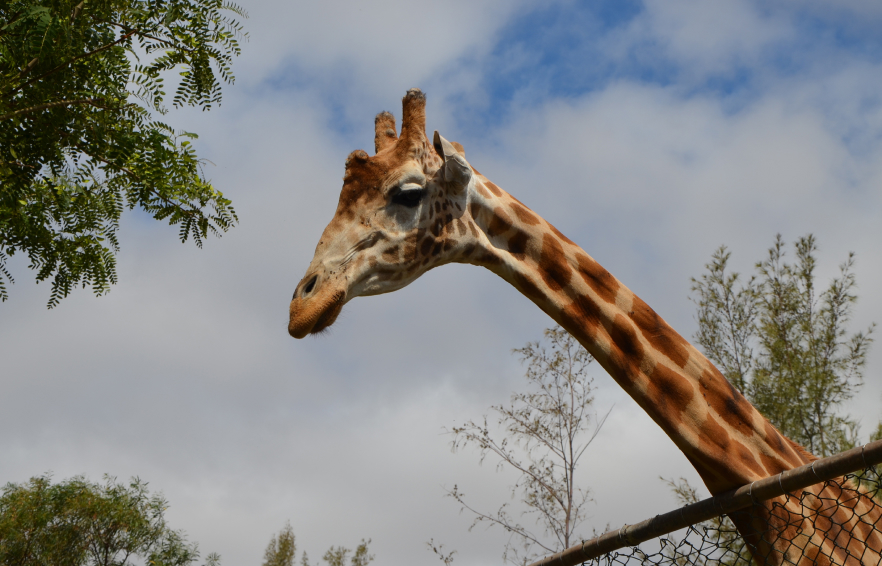 Carousel Desktop Ttdfamilies