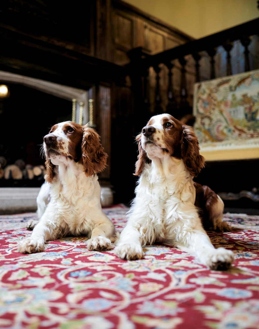 Crosssell Desktop Primary CTA Dog